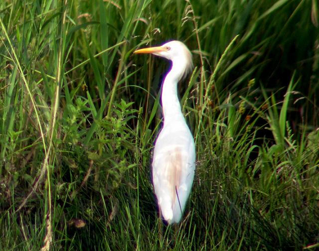 James P. Mattsson Digiscoped using Nikon Coolpix 4300