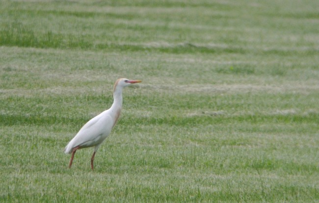 Douglas W. Kieser  Digiscoped with Nikon 1 V1, Kowa 824 scope with 32X eyepiece.  