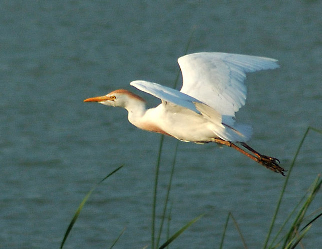 Photo by Derek Bakken.
Nikon D50 / 300mm lens / f6.3 /  shutter 1/2000 / ISO 800
