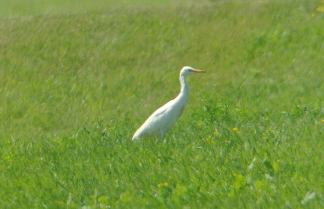 Douglas W. Kieser  Digiscoped with Nikon 1 V1 f 1.8 1/1000 sec and Kowa 824 Scope with 32X wide-angle eyepiece